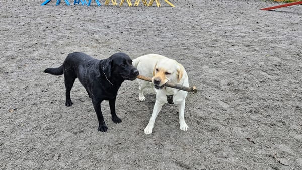 Västerås behöver fler och bättre hundrastgårdar